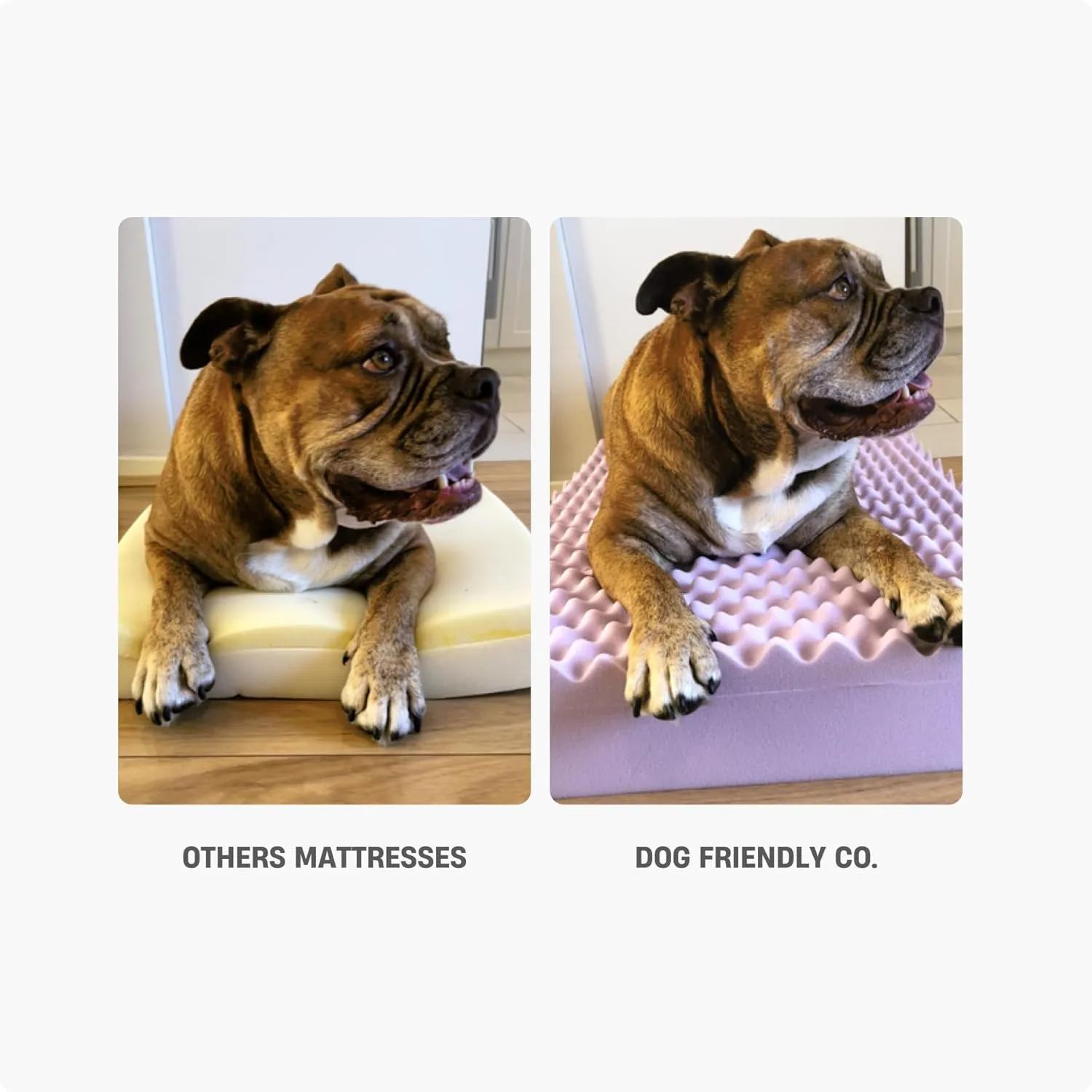 DF Co. Dog Orthopedic Memory Foam Bed | Helps Arthritis & Joint Pain | Lavender Infused, Waterproof Exterior, Machine Washable Cover, Anti-Slip Base | Beige, Size L