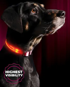 ILLUMISEEN LED Dog Collar USB Rechargeable - Bright & High Visibility Lighted Glow Collar for Pet Night Walking -Weatherproof, in 6 Colors & 6 Sizes (Pink Large)