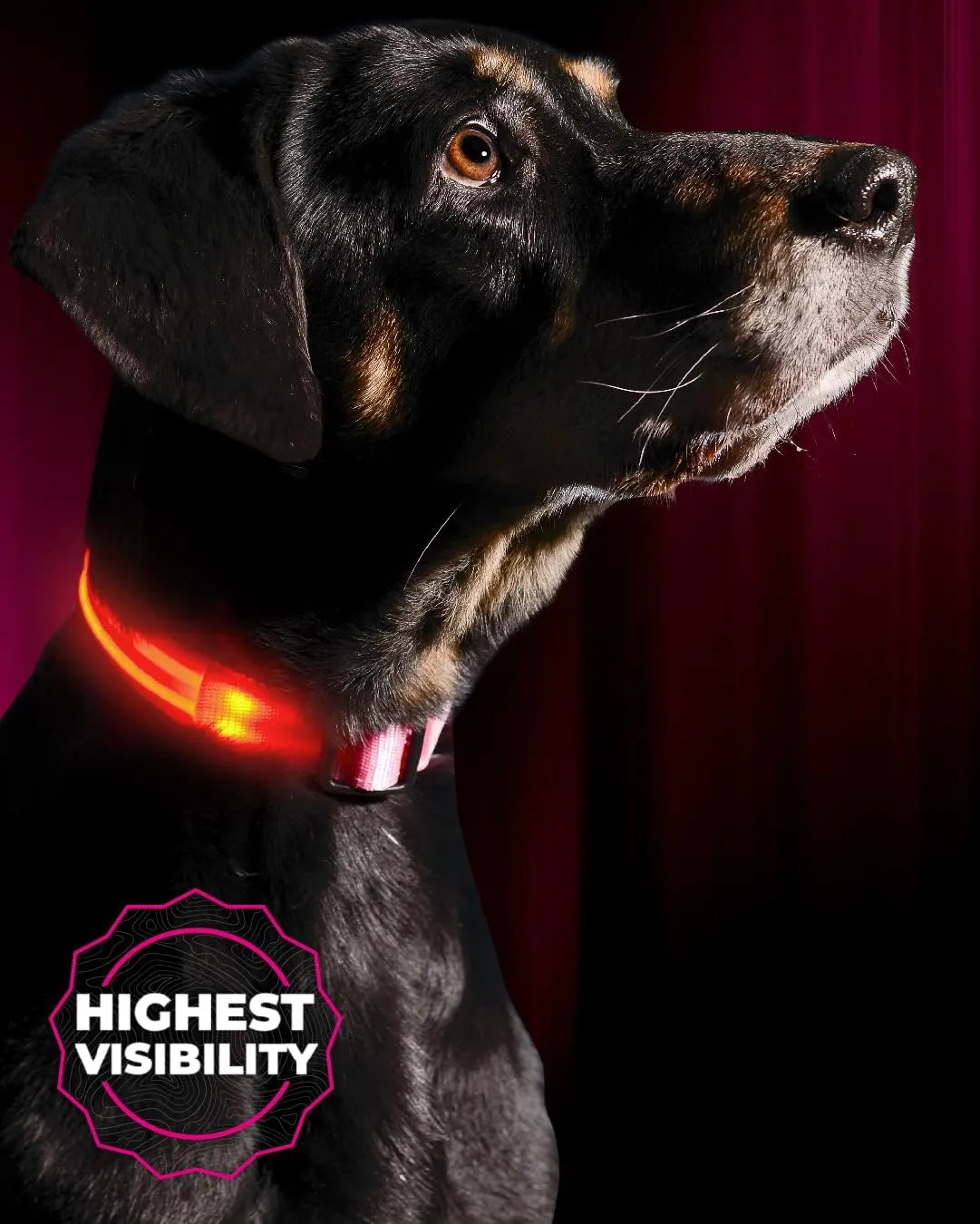 ILLUMISEEN LED Dog Collar USB Rechargeable - Bright & High Visibility Lighted Glow Collar for Pet Night Walking -Weatherproof, in 6 Colors & 6 Sizes (Pink Large)
