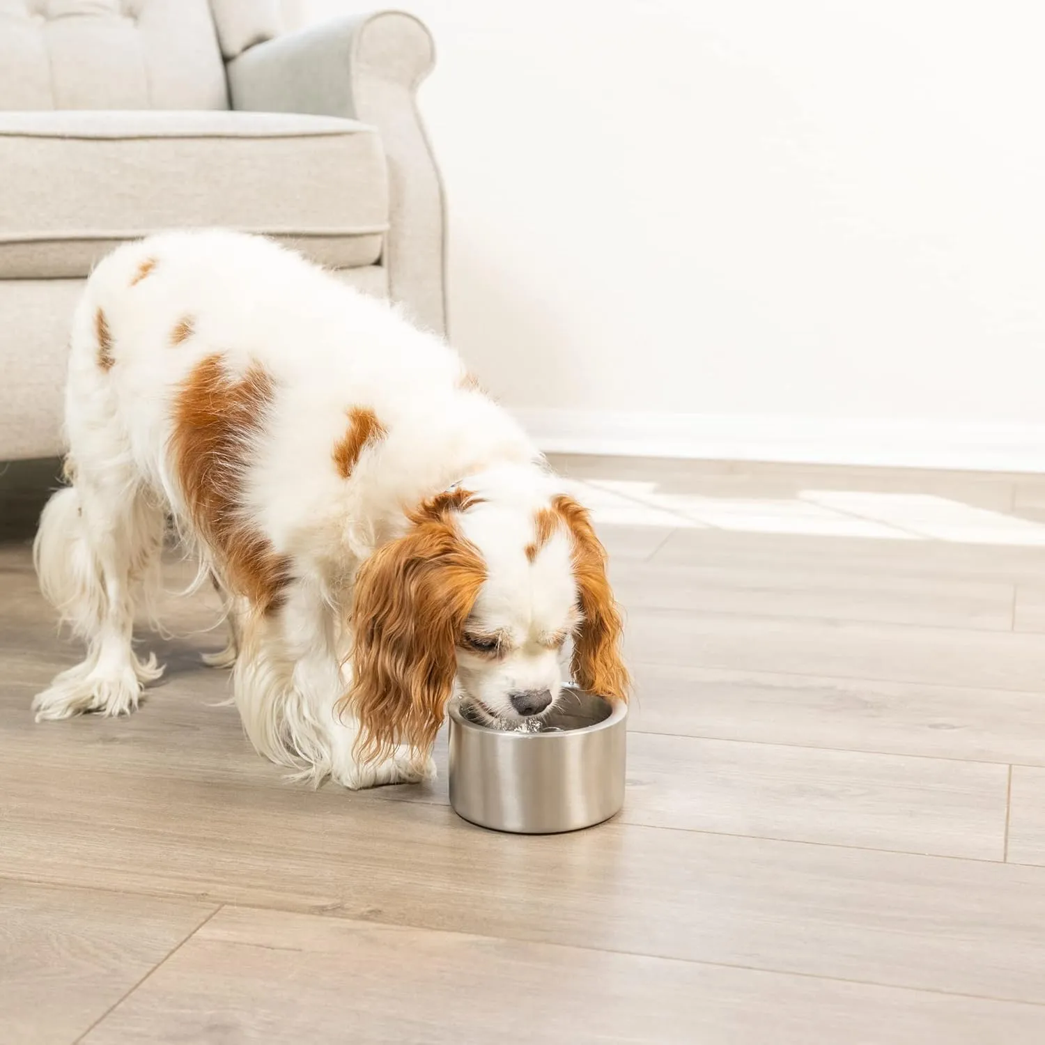Our Pets Stainless Steel Dog Water and Food Bowl for Small Dogs | Double Wall Feeding Bowl | Non Skid and Non-Slip Dishwasher Safe [Holds 1 Pint / 16 oz]