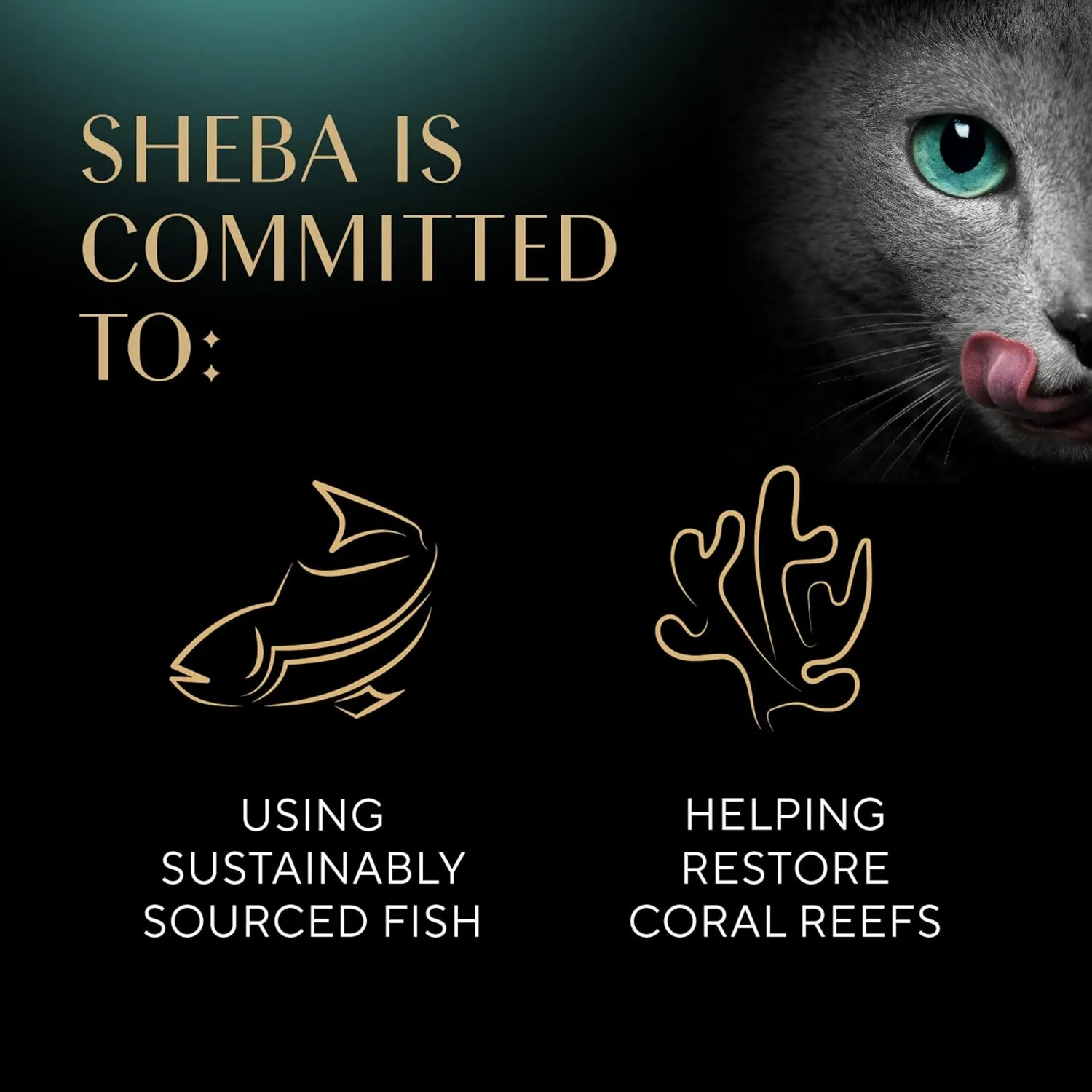 Sheba Perfect Portions Wet Cat Food Cuts in Gravy Variety Pack, Sustainable Salmon, Sustainable Tuna, and Delicate White Fish & Tuna Entree, 2.6 oz., Twin-Pack Trays, (24 Count, 48 Servings)
