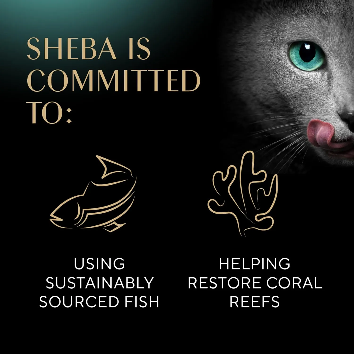 Sheba Perfect Portions Wet Cat Food Pate With Sustainable Salmon, 2.6 oz. Twin-Pack Trays (24 Count, 48 Servings)